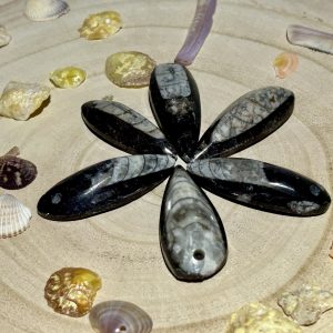 Pendentif Orthocéras